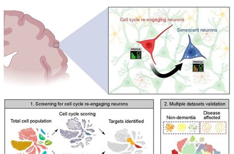 Science X Network on LinkedIn: Post-mitotic neurons in the brain that ...
