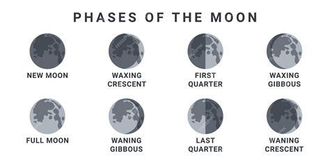 Premium Vector | Moon phases the whole cycle from new moon to full moon ...