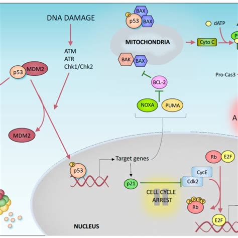 p53-mediated DNA damage response. p53 post-translational modifications ... 