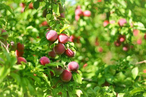 Download Plum Fruits Dangling On A Tree Wallpaper