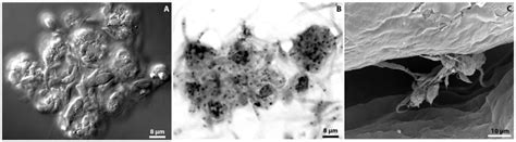 (A) Light microscopy of living hemocytes and parasites 6 h... | Download Scientific Diagram