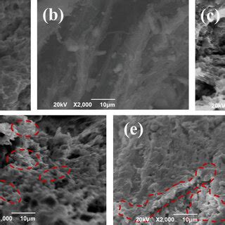 The Sem Micrographs Of Tensile Fracture Surfaces With A Pla Eva