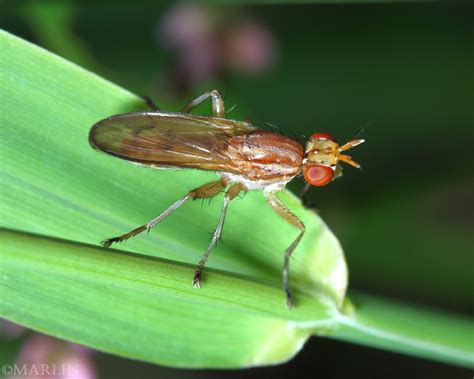 Marsh Flies - Family Sciomyzidae - North American Insects & Spiders