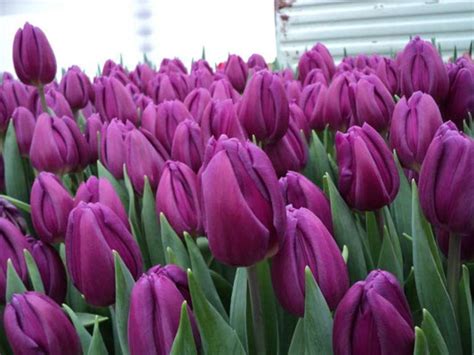 Тюльпан Laptop Тюльпан Laptop купить в питомнике саженцев ЛПХ Суражевский