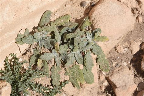 Salvia Palaestina Benth Plants Of The World Online Kew Science