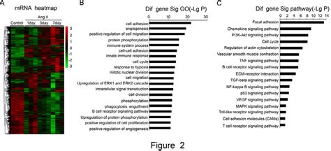 Analysis Of Go Terms And Kegg Pathways A The Heat Map Illustrates