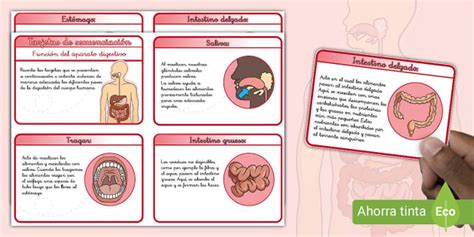 Tarjetas De Secuenciaci N Funci N Del Aparato Digestivo