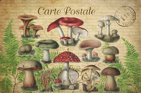 Vintage Art Postcard Mushrooms Free Stock Photo Public Domain Pictures