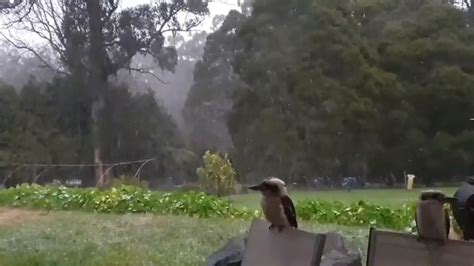 Kookaburras Unphased By Rare Snow Falling On Victorias Dandenong