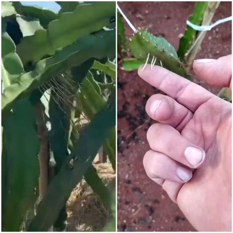 Dragon Fruit Stem Root Rotting How To Save Dragon Fruit Plant