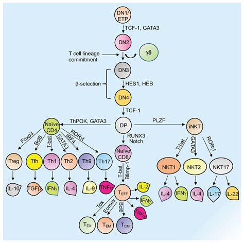 Epigenetic Regulations Of T Cell Differentiation Encyclopedia Mdpi