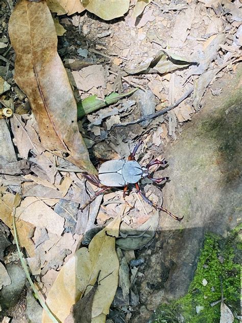 Dicronocephalus bourgoini from 臺灣島 三地門鄉 PIF TW on June 24 2023 at