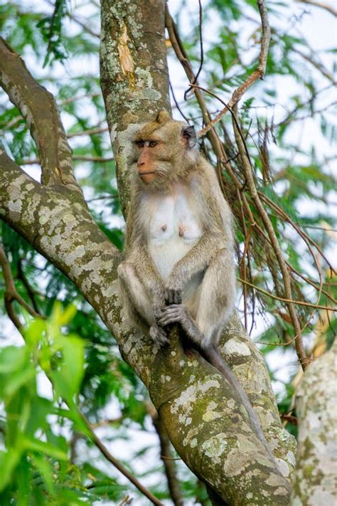 Macaca Fascicularis Kera Ekor Panjang Long Tailed Macaque Monyet