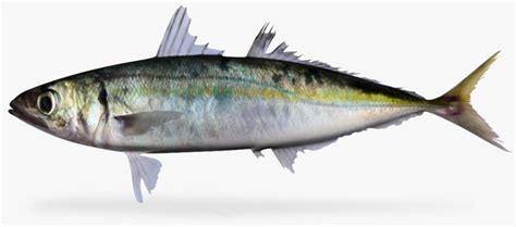 3d mackerel scad