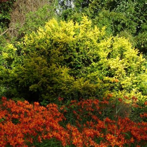 Vivero Pilmaiquen Todo lo que necesita para su jardín Taxus o Tejo