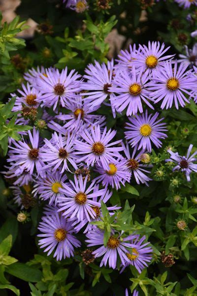 Aromatic Aster | Native with Late Season Color