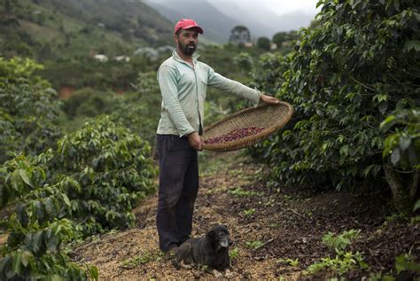 Pequeños productores de café definen estrategias para evitar la ruina