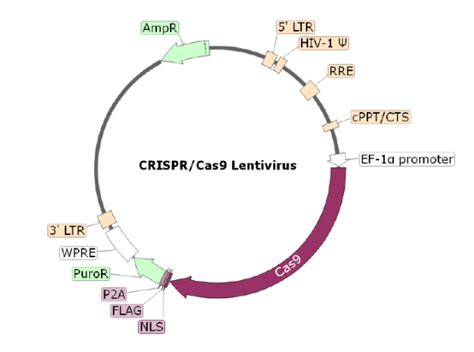 Tigit Crisprcas9 Lentivirus Non Integrating Bps Bioscience