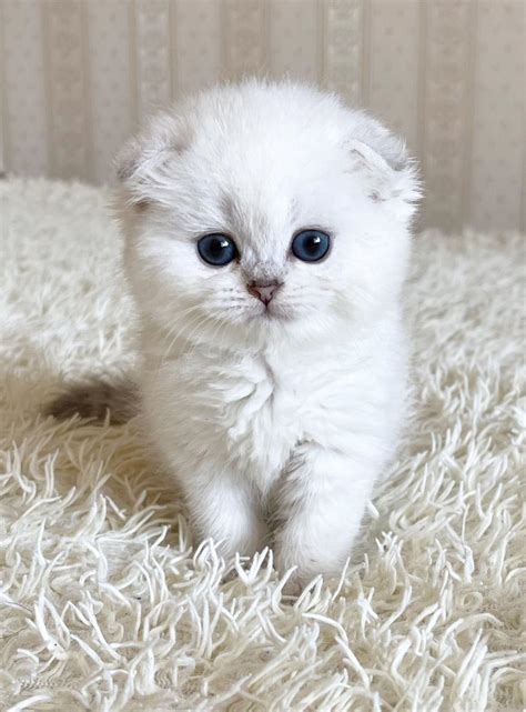 Jasmin Scottish Fold Female Reserved 2650 Meowoff Kittens For Sale In Chicago