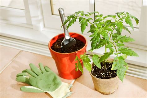 10 Must Know Tips For Growing Tomatoes Indoors