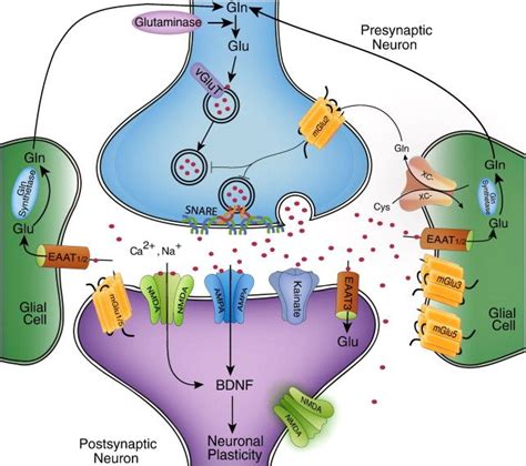 Overview Of Glutamatergic Neurotransmission In The Nervous System