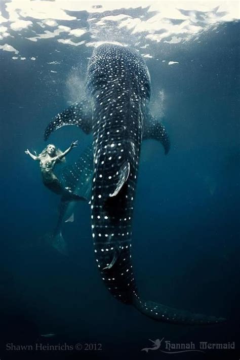 Hannah Mermaid Swimming With Whale Sharks By Shawn Heinrichs Real