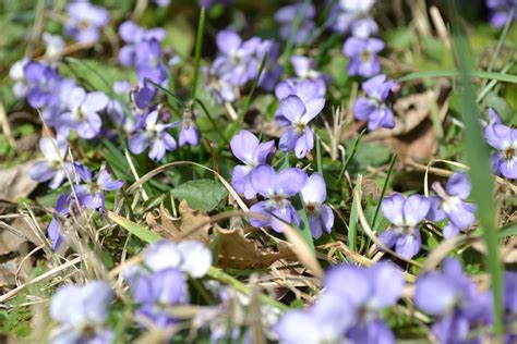 In flowers...: Фиалки-фиалочки