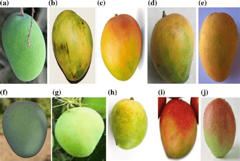 55 Different Types Of Mangoes Best Mango Varieties In The 54 Off