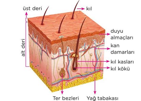 Deri Nedir Yap S Ve Zellikleri Duyu Organlar S N F Fen Bilimleri