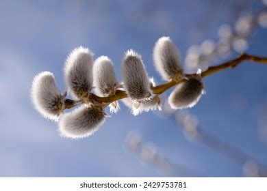 59 305 Pussy Willow Royalty Free Images Stock Photos Pictures
