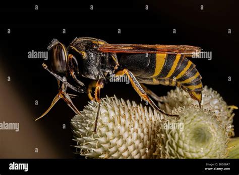 Orden Hymenoptera Fotografías E Imágenes De Alta Resolución Alamy