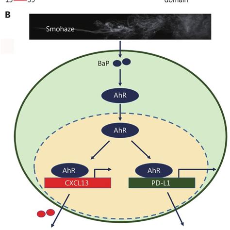 Ahr In Lung Carcinogenesis A Schematic Representation Of Ahr