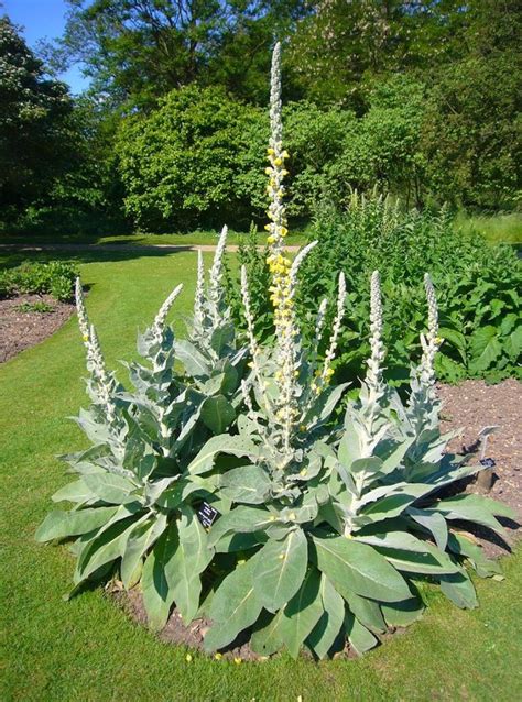 Heirloom Wild Kings Candle Great Mullein Verbascum Thapsus 100 Seeds