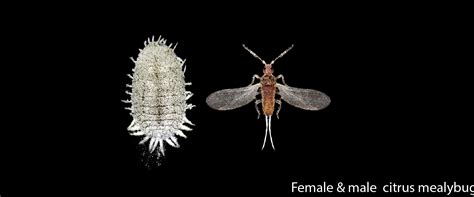 Male And Female Citrus Mealybug Biobee Canada