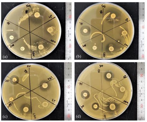 Microorganisms Free Full Text Antimicrobial Activity Of