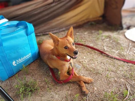 Camping Con Tu Perro Gu A Para Aventuras Seguras Y Divertidas