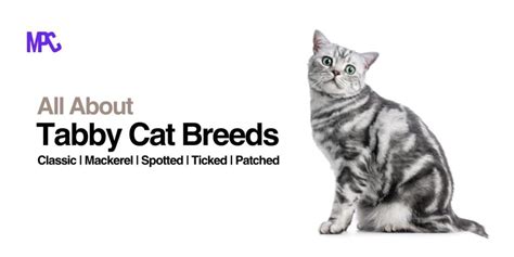 5 Best Tabby Cat Breeds From Classic, Mackerel to Spotted, Ticked ...