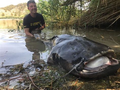 Sommer Angeln Auf Wels Am Ebro In Riba Roja Extreme Ebrofishing