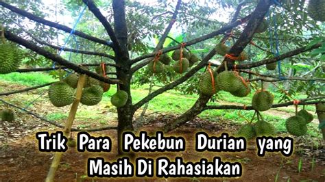 Membongkar Rahasia Pekebun Durian Nah Begini Cara Agar Pohon Durian