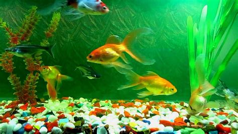 Live Fish Wallpapers - Top Free Live Fish Backgrounds - WallpaperAccess