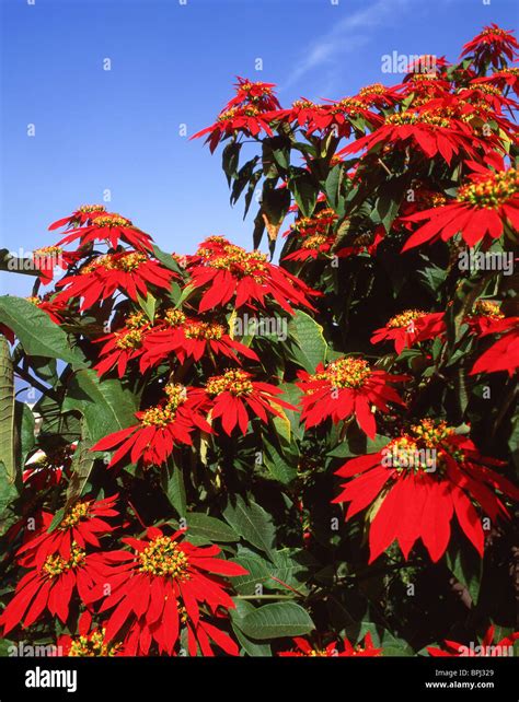 Poinsettia Bush Tenerife Canary Islands Spain Stock Photo Alamy