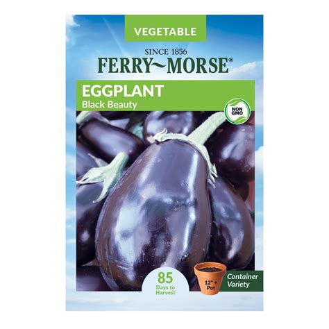 Ferry Morse Black Beauty Eggplant Seeds Since 1856 Non Gmo Guaranteed Fresh Vegetable