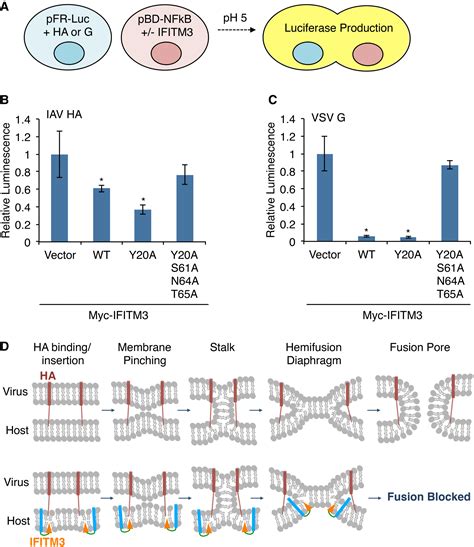 Ifitm3 Requires An Amphipathic Helix For Antiviral Activity Embo Reports