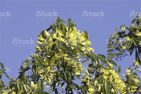 Beautiful But Poisonous Yellow Laburnum Flowers Stock Photo - Download ...