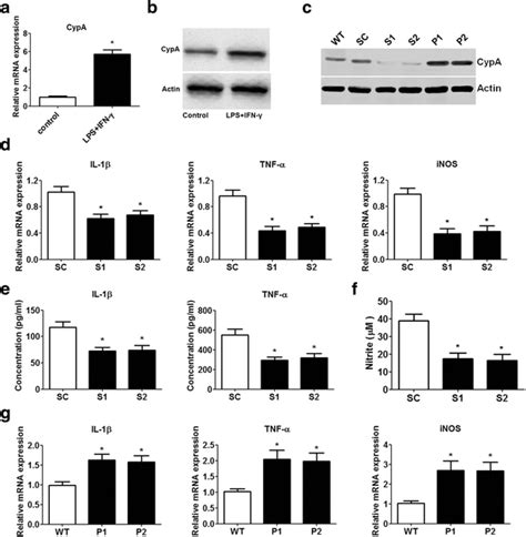 Knockdown Or Overexpression Of Cypa Influences Pro Inflammatory