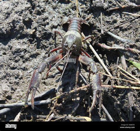 crawfish national park   designated area focused  wetland