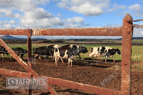 Afripics Karkloof Area Dairy Farm Midlands