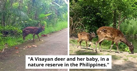 Visayan Deer, A Highly Endangered Species, Spotted In The Wild