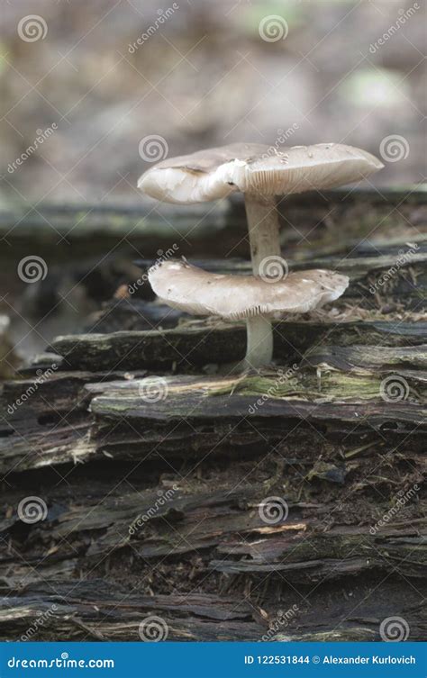 Deer Mushroom Pluteus Cervinus Stock Photo Image Of Mushroom Birch