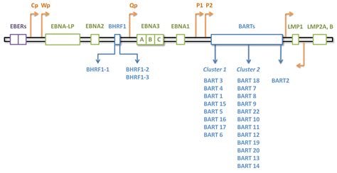 Ijms Free Full Text Pathobiologic Roles Of Epsteinbarr Virus Encoded Micrornas In Human